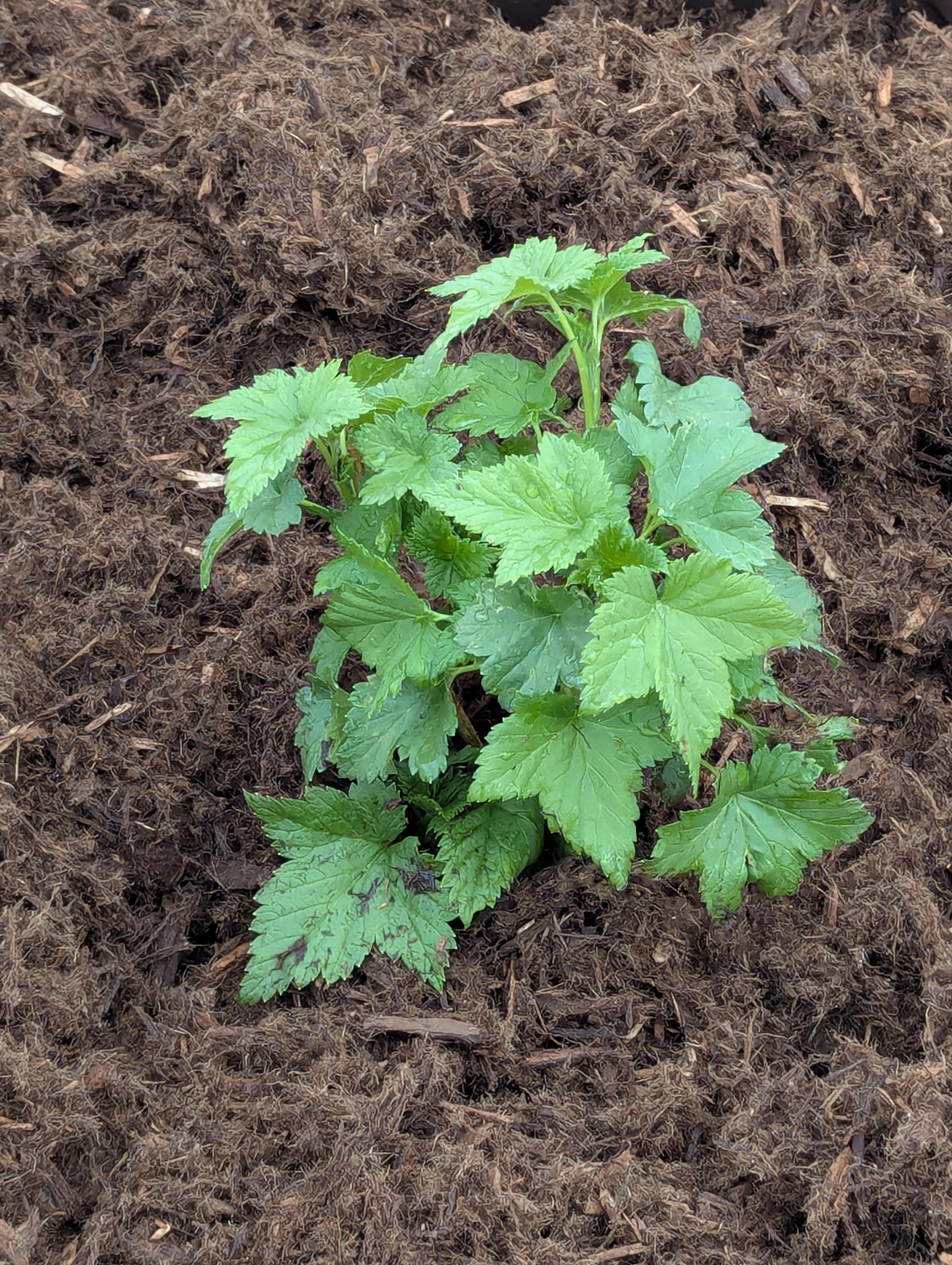 Garden, Flowers, Morrison, Colorado